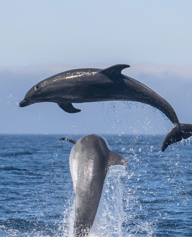 Lagos-Atlantic-Hotel-experiences-Dolphin-Watching